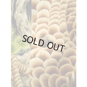 画像7: JELADO/Aloha